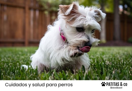 Mi perro se lame mucho las patas: Causas y consejos