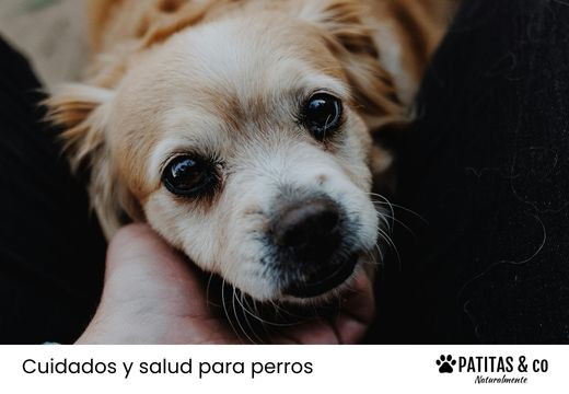 Perros con ansiedad: síntomas y cómo calmarlo