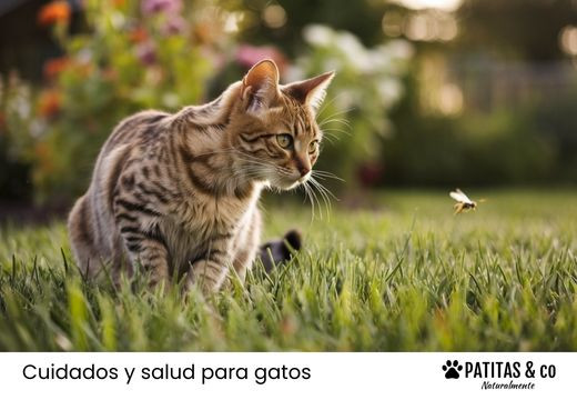¿Qué pasa si a tu gato le pica una avispa o una abeja? síntomas y qué hacer.