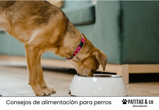 Los 12 mejores piensos para perros en 2025: marcas que nos encantan Los 12 mejores piensos para perros en 2025: marcas que nos encantan