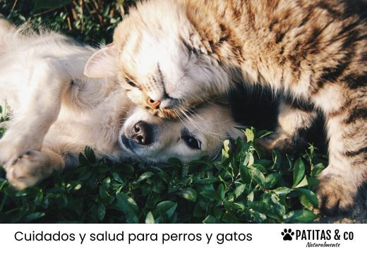 Efectividad de la pipeta antiparasitaria ¿se puede usar con pastilla o collar a la vez?