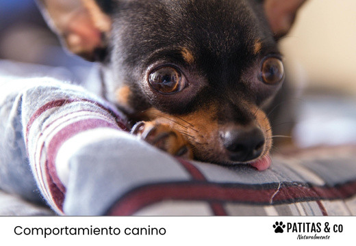 ¿Por qué lloran los perros? Lo que tu peludo intenta decirte