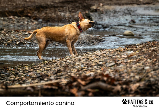 Por qué se sacuden los perros: Más allá del simple gesto