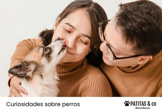 ¿Por qué mi perro me lame? Descubre todos los motivos
