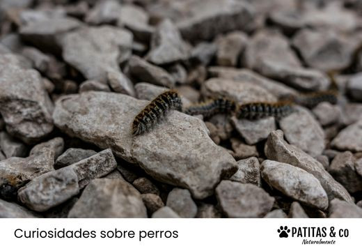 Perros y oruga procesionaria del pino: Precauciones, síntomas y tratamiento