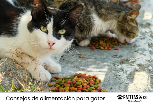 Qué comen los gatos callejeros y qué puedes darles tú