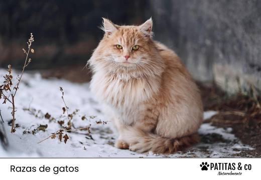 Las 10 Razas de Gato con el Pelo más Largo