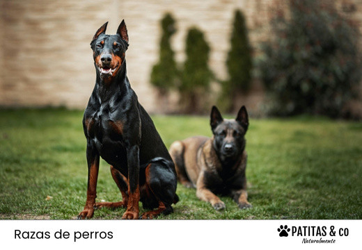 Las razas de perro más peligrosas: Mitos y Verdades Las razas de perro más peligrosas: Mitos y Verdades