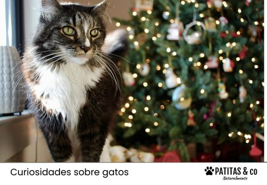 Descubre 6 ideas de regalos para gatos en Navidad