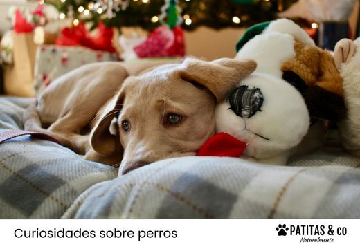 Descubre 6 Ideas de Regalos para Perros en Navidad