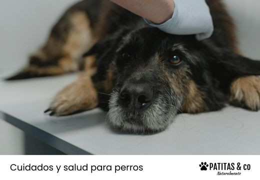 Sarna en perros: qué es, síntomas y tratamiento