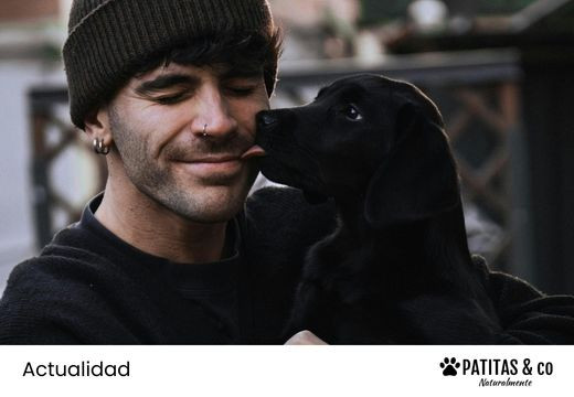 ¿Es obligatorio contratar un seguro para perros? Todo lo que tienes que saber