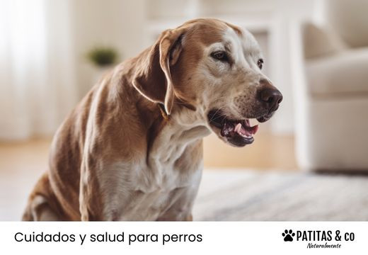 Tos de las perreras: qué es, síntomas y cómo se cura