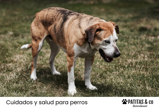Tos en perros: Causas y remedios