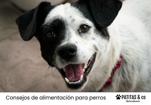 Transición del pienso en perros: guía para un cambio sin riesgos