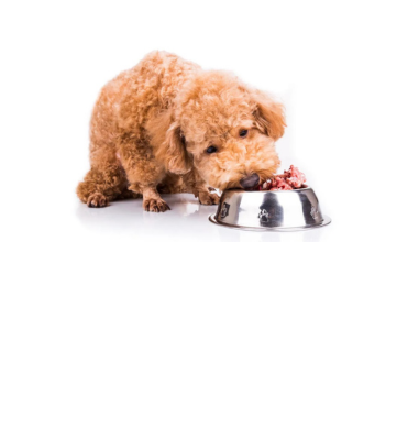 Comida húmeda perros