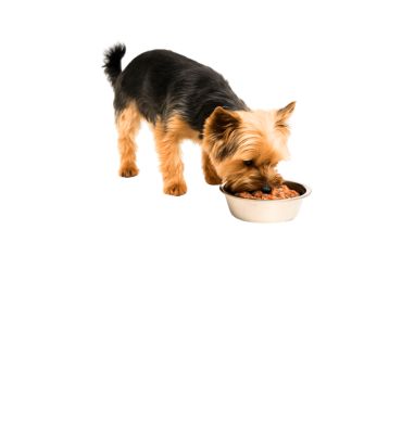 Comida húmeda gatos