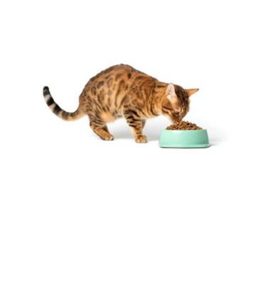 Pienso para gatos